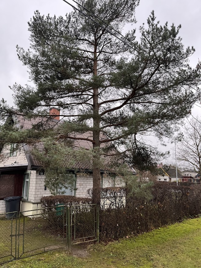 jõgeva mänd on jõgeva mänd on