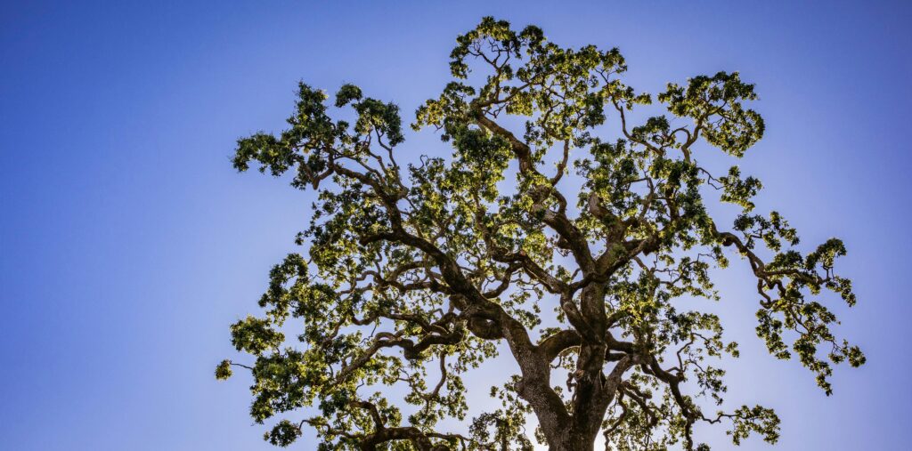 Low-angle shot of a sprawling oak tree with lush green leaves against a vibrant blue sky.